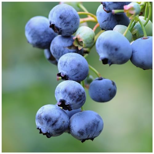 1 'Bluejay' Blueberry Plant/Vaccinium cor. 'Bluejay' 25cm in 9cm Pot 3fatpigs®