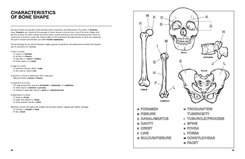 The Human Body Coloring Book: From Cells to Systems and Beyond (Coloring Concepts) - Image 4