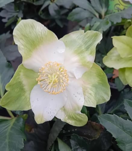 Lot de 5 roses de Noël Helleborus Niger Blanc 1 l
