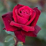 La Varietà di Rose Erotika appartiene alla gamma degli Ibridi di Tea, selezionata da Rosen Tantau nel 1968, produce grandi fiori profumati dalla forma elegante, di colore rosso scuro, che sbocciano su steli lunghi ed affusolati. * Gamma: Ibrido di Tea * Famiglia: Tantau * Portamento: Arbusto * Fioritura: Rifiorente * Profumo: 3/5 * Colore: Rosso * Diametro fiore: 8 - 10 cm * Corolla: Doppia * Altezza massima: 100 - 130 cm * Resistenza: Ottima * Potatura: Febbraio * Utilizzo: Singola, siepe, a gruppi o in vaso * Da