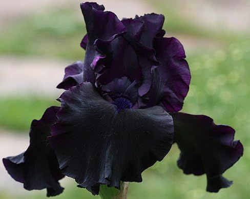 Superstition German Bearded REBLOOMING IRIS (1) Rizoma/Bulbo/Raíz Listo para plantar ahora