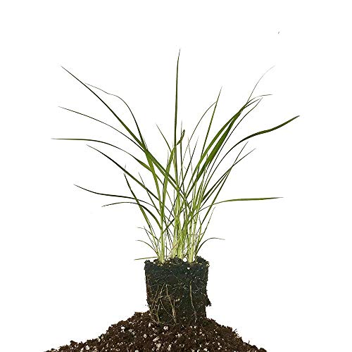 Pampas Grass | 10 Live Plants | Cortaderia Selloana |
