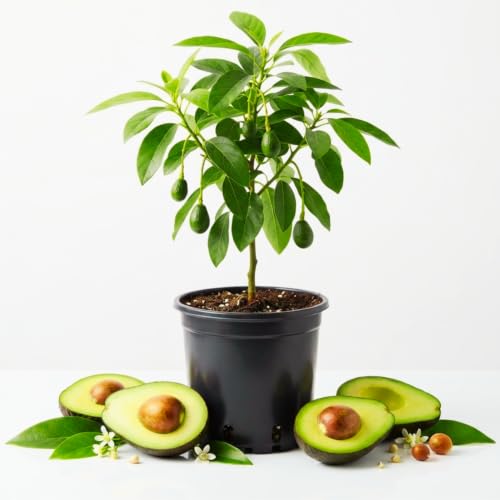 HASS Avocado Tree Live Plant, Cold Hardy Fruit Tree, 8-10 Inch Tall