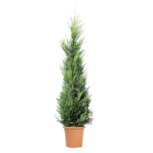 KENTIS - Cupressocyparis Leylandii Castlewellan Gold – Cyprès de Leyland jaune - Véritable Haie d'Extérieur - H 200/220 cm Ø 30 cm