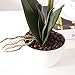 White Orchids Artificial Flowers, Artificial Orchids Flowers with Vase, Faux Orchid Arrangement, Small Vase Flowers for Decoration, Orchid Home Decor Indoor, White 3.6