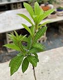 Big Canistel (pouteria campechiana) (eggfruit) Live Fruit Tree Plant
