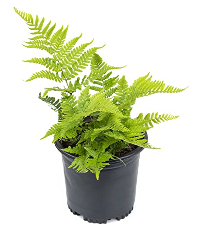 Autumn Fern Plants Live Outdoor Plants, Fern Plant Live Plants Outdoor Live Fern Potting Soil, Landscape Edging Perennial Plants For Shade, Outdoor Plants Live Ferns For Outdoors By Plants For Pets #TOP1