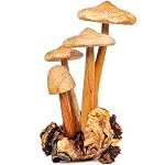 Sculptures Mushrooms