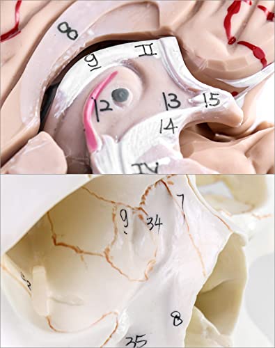 QWORK Human Skull and Brain Anatomy Model, 11 Parts, Life Size, Numbered, Anatomically Accurate, for Science Teaching Learning by QWORK - Image 12