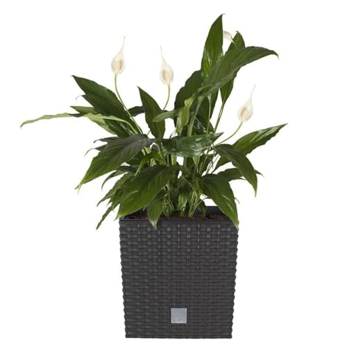 B2C Plant Flower Pot Square Rattan Planter Inner Pot 6 Sizes Garden Patio Home Large (Anthracite, 5L) 2 B2C Plant Flower Pot Square Rattan Planter Inner Pot 6 Sizes Garden Patio Home Large (Anthracite, 5L) - Image 2