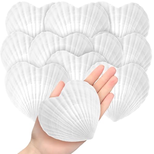 Thyle 24 Pcs Natural Scallop Shells for Crafts 4 Inch