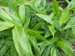 Indocalamus Tessellatus, Cold Hardy Tropical Bamboo Plant, up to 2' Long Leaves