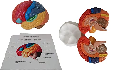 Libro De Texto De Cerebro Humano De Color Tamaño Real Modelo De Anatomía Humana 2 Juegos De Modelos Cerebrales Desmontables Base De Exhibición De Anatomía Cerebral De Enseñanza Cerebral