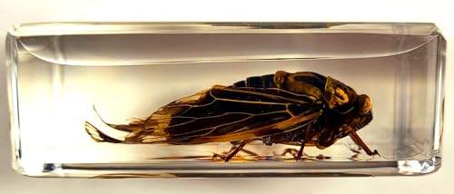 Image of 44mm Real Cicada in Crystal Clear Lucite Resin Crafts Specimen Preserved Various Animal Insect Bug Taxidermy Collection for Biology Science Education & Desk Ornament Display Supplies
