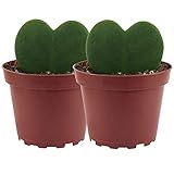 DECOALIVE Set de Dos Plantas Suculentas de Interior con Forma de Corazón de la Variedad Hoya Kerrii, 8436601572707