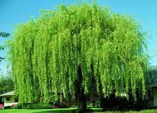 4 Bright Green Weeping Willow Cuttings - Grow 4 Trees - Wisconsin Weeping Willow Root Stock - Fast Growing – Easy to Grow Outdoor Trees – Shade, Privacy Screen, Backyard Landscaping