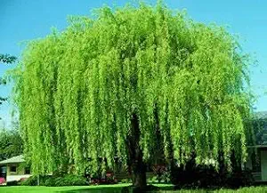 4 Bright Green Weeping Willow Cuttings - Grow 4 Trees - Wisconsin Weeping Willow Root Stock
