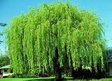 4 Bright Green Weeping Willow Cuttings - Grow 4 Trees - Wisconsin Weeping Willow Root Stock - Fast Growing – Easy to Grow Outdoor Trees – Shade, Privacy Screen, Backyard Landscaping