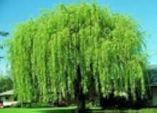 4 Bright Green Weeping Willow Cuttings, Grow 4 Trees - Wisconsin Weeping Willow Root Stock -