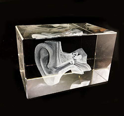 XINDAM Crystal Glass Ear Model