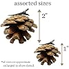 Amazon.com: Pinecone Ornaments - Christmas Decorations - Holiday Clip ...