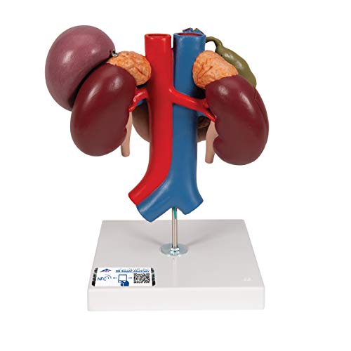 3B Scientific A70/6 Osso Sacro Con Coccige, Modello Anatomico Umano Con Software 3B Smart Anatomy Incluso