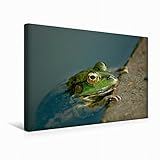  CALVENDO Premium Textil-Leinwand 45 cm x 30 cm quer, EIN Motiv aus dem Kalender FROSCHBUCH  Wandbild, Bild auf Keilrahmen, Fertigbild auf echter Leinwand, Leinwanddruck Natur Natur