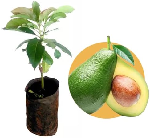 Muda de Abacate Fortuna Enxertado