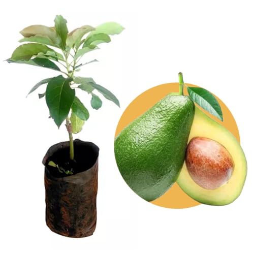 Muda de Abacate Fortuna Enxertado