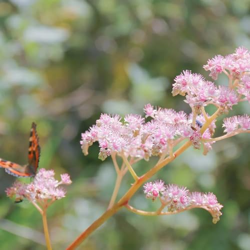 Semillas de reina de los orgánicas, semillas de medicinales semillas para camas elevadas de Balcón con jardín de 250pcs