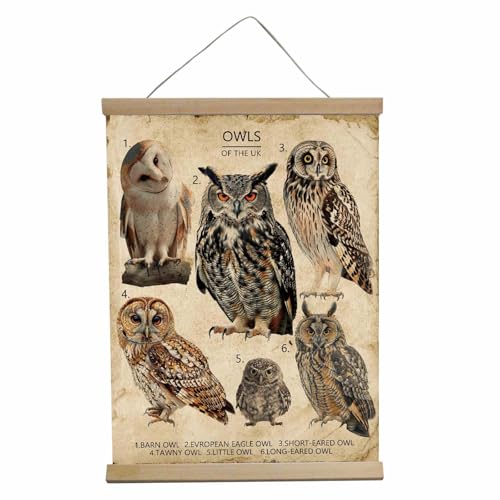 BUPOfromcn Owl Decor Vintage Wall Art The Owl House Poster Wall Tapestry For Office Pretty Garden Bird Decor Forest Decor House Bedroom, Kitchen, Bathroom,Wall Decor Aesthetic 12x16inch