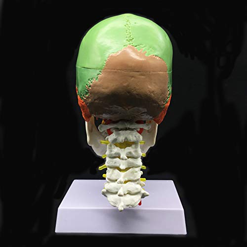 Human Skull with Cervical Vertebra Anatomical Model 3-Part Life-Size Anatomy for Science Classroom Study Display Teaching Medical Model