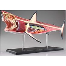 Shark Anatomy Model - Animal Anatomyical Model - 20 Detachable Organs and Body Parts Biology Medical Teaching Model - for Study Display Teaching Medical Model,Assembly Toy