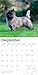 Cairn Terriers | 2026 12 x 24 Inch (Hanging) Monthly Square Wall Calendar | Plastic-Free | BrownTrout | Animals Dog Breeds