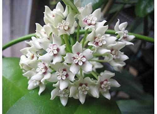 Hoya Keysii (Hoya Australis) 1yo Wax Plant with 3-5 Leaves Well Rooted, Sent with The Container with Soil
