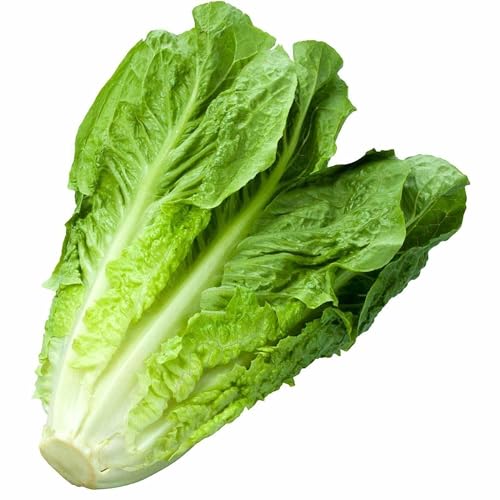 Romaine Lettuce Parris Island Cos 150 Seeds Vegetable Garden All Season