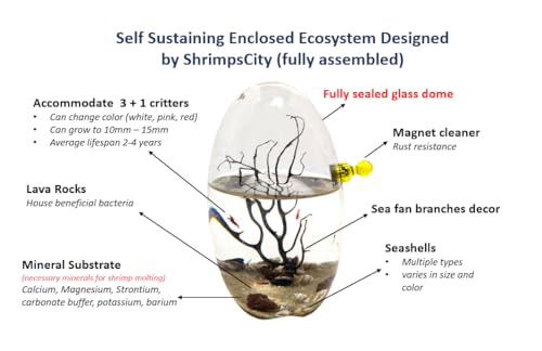 Glass Self Sustaining Shrimp Ecosphere Oval by Shrimpscity - Thumbnail 2