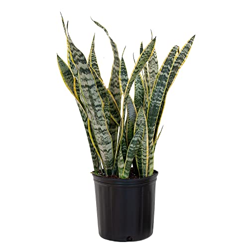 United Nursery Sansevieria Laurentii Variegated Snake Plant in 10” Grower Pot