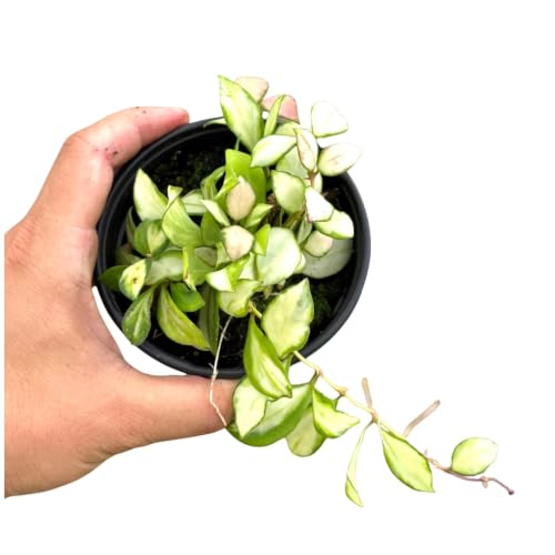 Hoya Heuschkeliana Variegata Live Plant | Hoya Variegated Starter Plants | House Plants Live for Beginner | Rare Plant Gifts
