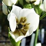 Easy to Grow Ornithogalum 'Arabian Starflower' Plant Bulbs (10 Pack) - White Flowering Blooms in Spring Gardens