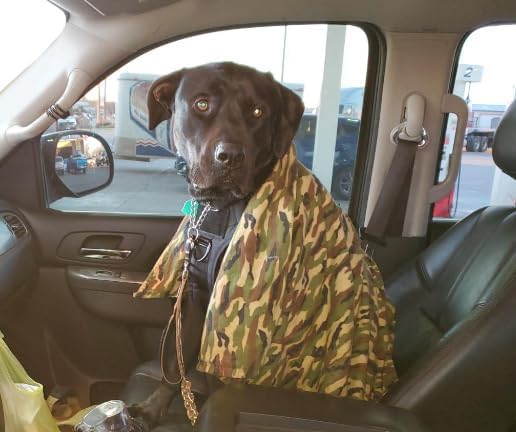 Miniatura 4 de Correa elástica resistente para perro, absorción de golpes, clip para cinturón de seguridad, cierre de rana de liberación rápida, asas dobles