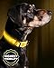LED Dog Collar - USB Rechargeable - Available in 6 Colors & 6 Sizes - Makes Your Dog Visible, Safe & Seen