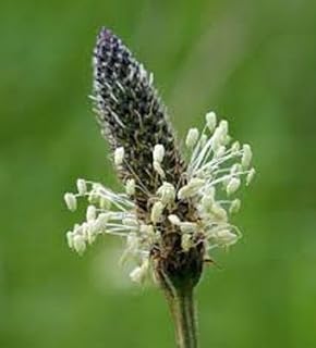 50g Ribwort Plantain Meadow Wild Flower Plantago lanceolata 50g Seeds Bulk by Pretty Wild Seeds