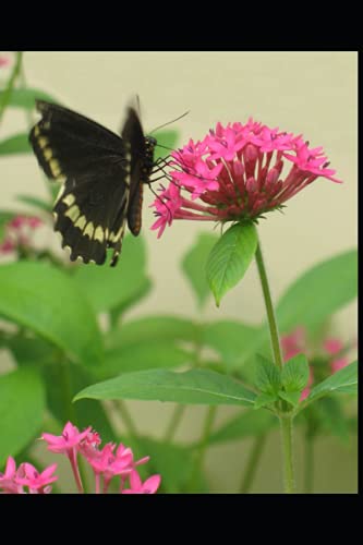 The Amazing Stages of a Butterfly: Stage I - The Eggs