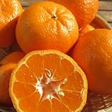 [みさわのやさい] ぽんかん 訳あり 10kg 愛媛県産 国産 ポンカン 甘い みかん