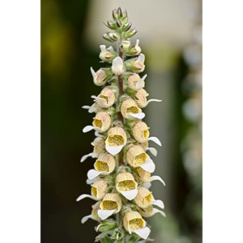 Just Seed Flower Seeds - Digitalis Lutea Cover