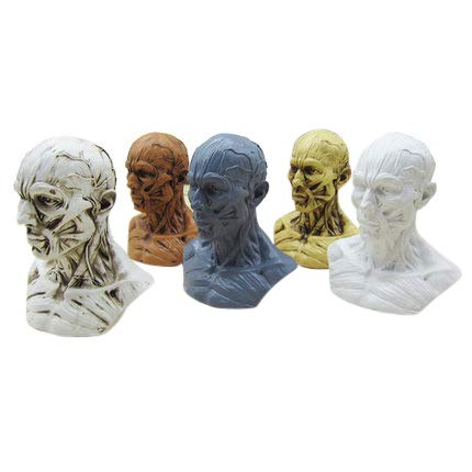 BONEW Human Model Craft Anatomy Skull Head Muscle Bone Medical Artist Drawing Study Model (White)