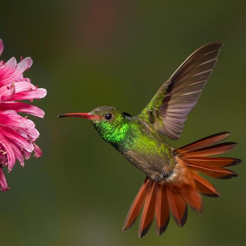 Episode 8: Humming Bird