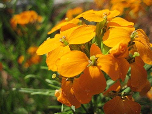 Amazon.com : Siberian Wallflower - A Beautiful & highly fragrant