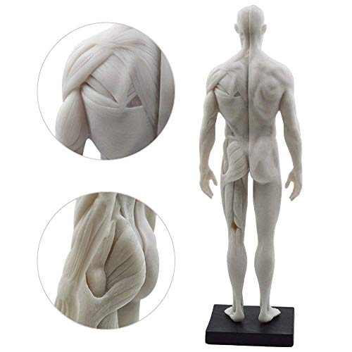 Image of Human Body Musculoskeletal Anatomical Mode 11 Inch Female Male Human Anatomy Model of Art Anatomy Figure for Study Color White